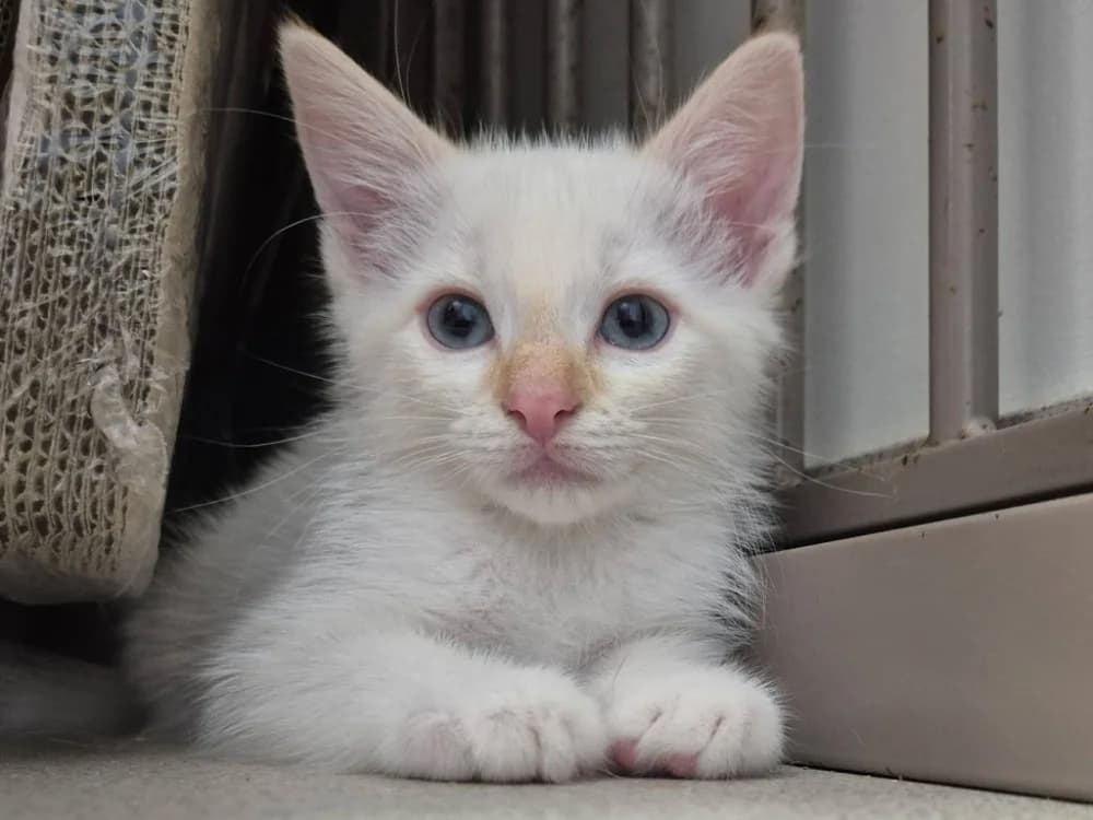 CARL QCT, male puppy Mixed Breed for adoption at SPA Quimper, Quimper