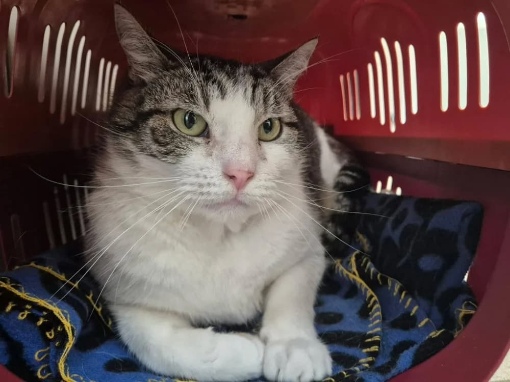 LEON QCT, male senior Mixed Breed for adoption at SPA Quimper, Quimper