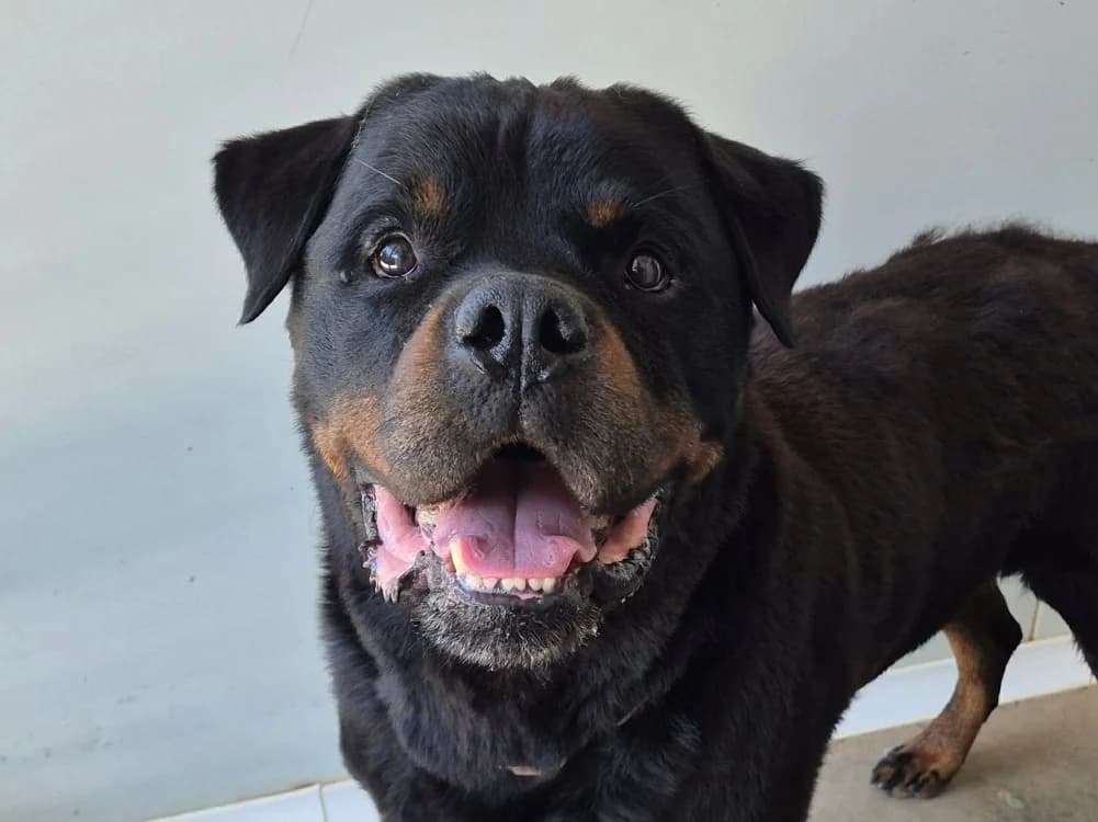 NAKO QCN, male senior Rottweiler for adoption at SPA Quimper, Quimper