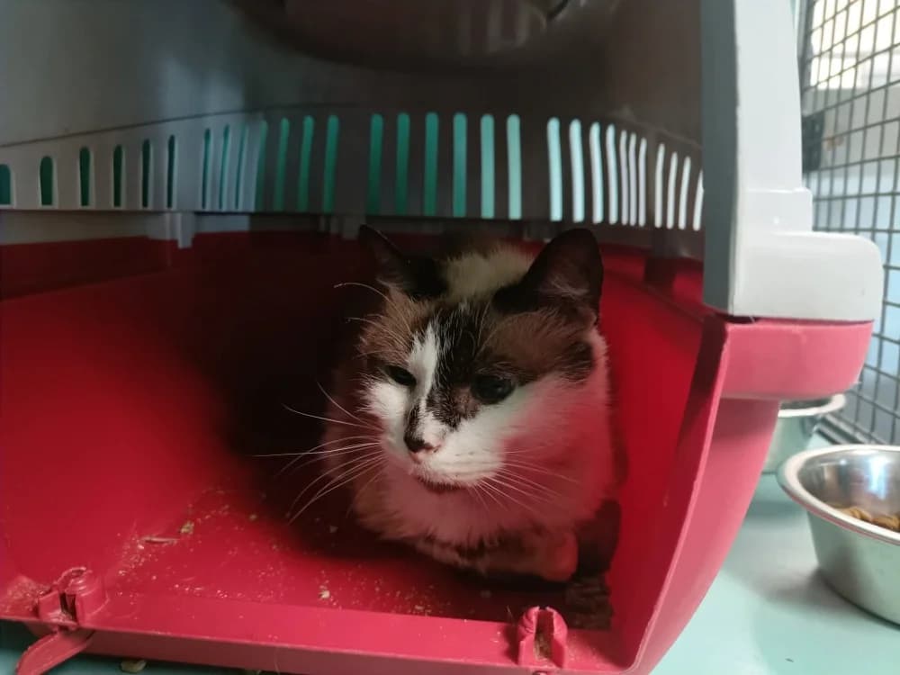 DESCHAMPS QCT, female senior Mixed Breed for adoption at SPA Quimper, Quimper