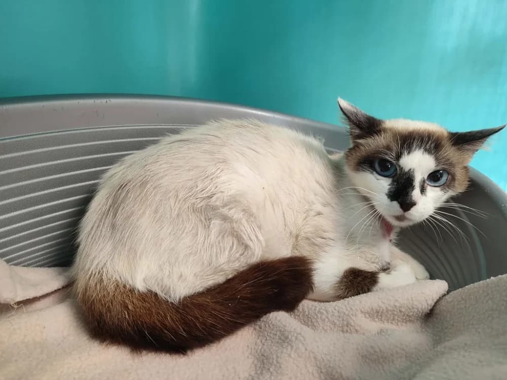 BIDOURIK QCT, female young Mixed Breed for adoption at SPA Quimper, Quimper