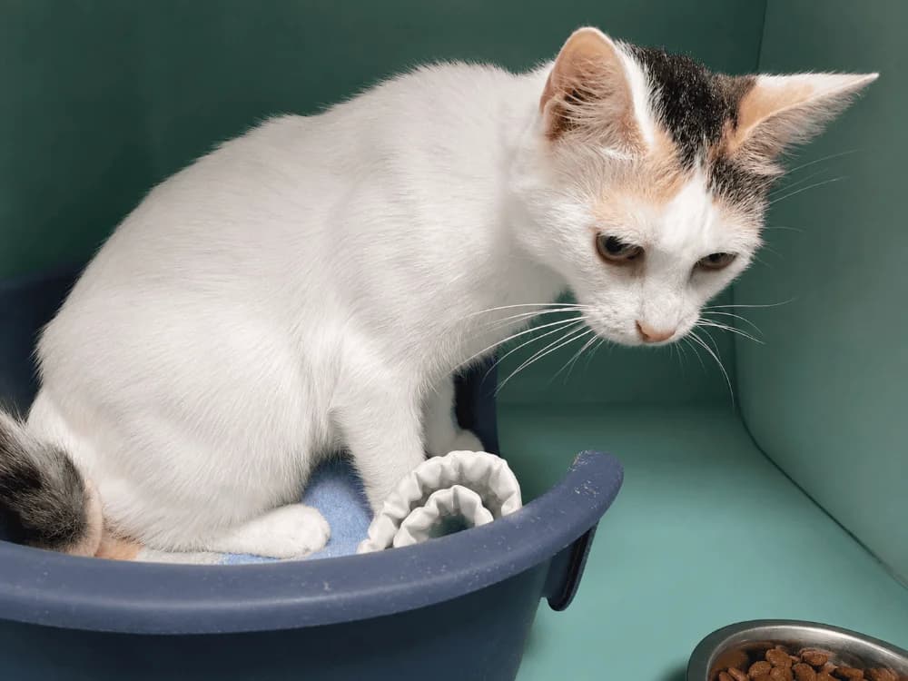 ODESSA QCT, female young Mixed Breed for adoption at SPA Quimper, Quimper