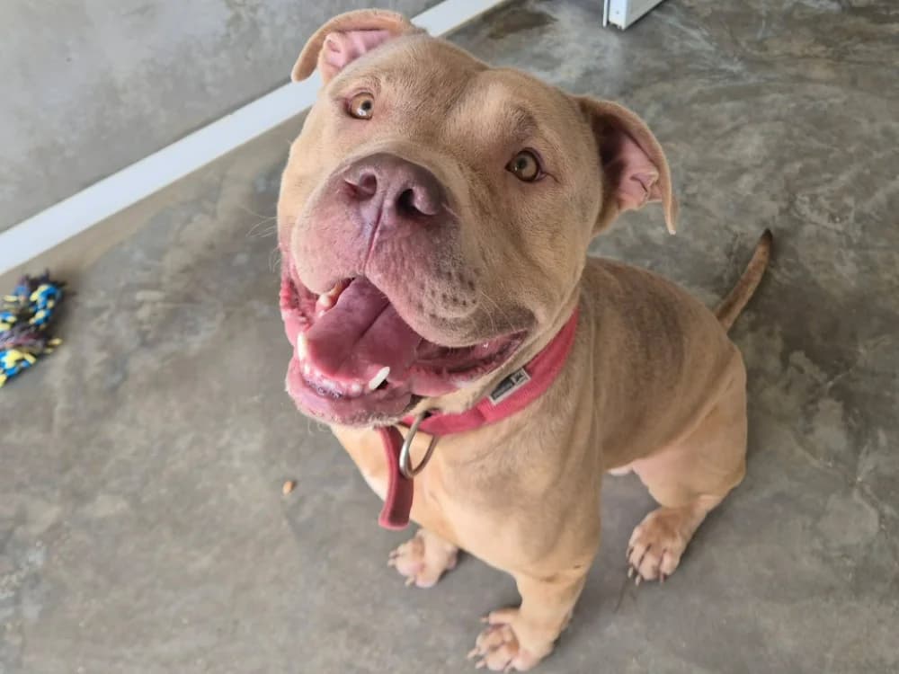 BANZAI QCN, male young American Bully for adoption at SPA Quimper, Quimper