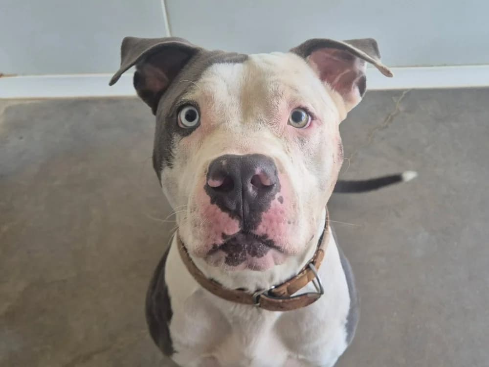 PAPAITA QCN, male young American Bully for adoption at SPA Quimper, Quimper