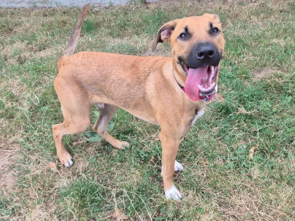 BEN QCN, male Belgian Malinois for adoption at SPA Quimper, Quimper