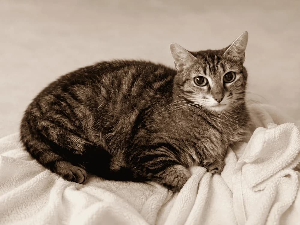 ALBA QCT, female 6yo Mixed Breed for adoption at SPA Quimper, Quimper