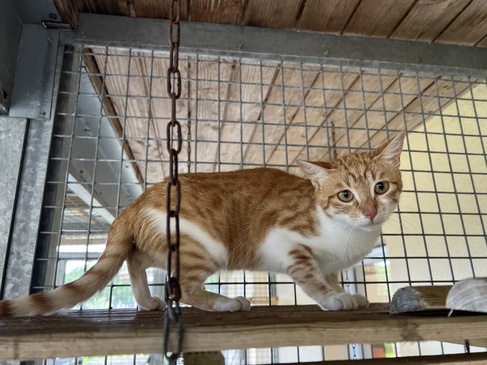 ATTICUS QCT, male Mixed Breed for adoption at SPA Quimper, Quimper