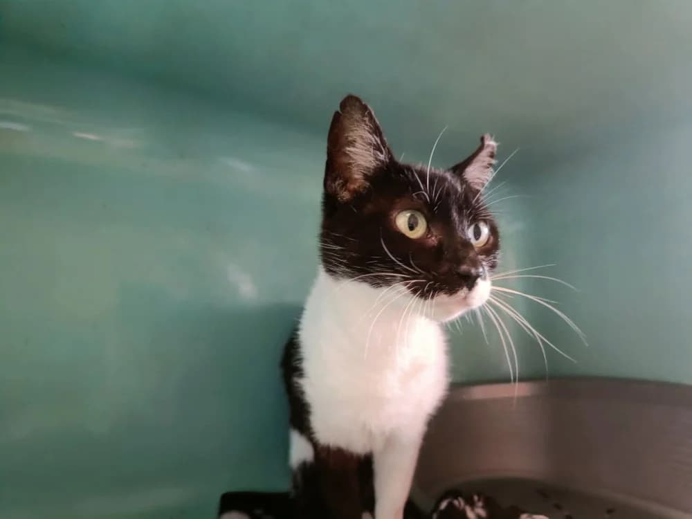 CARACAS QCT, female 5yo Mixed Breed for adoption at SPA Quimper, Quimper
