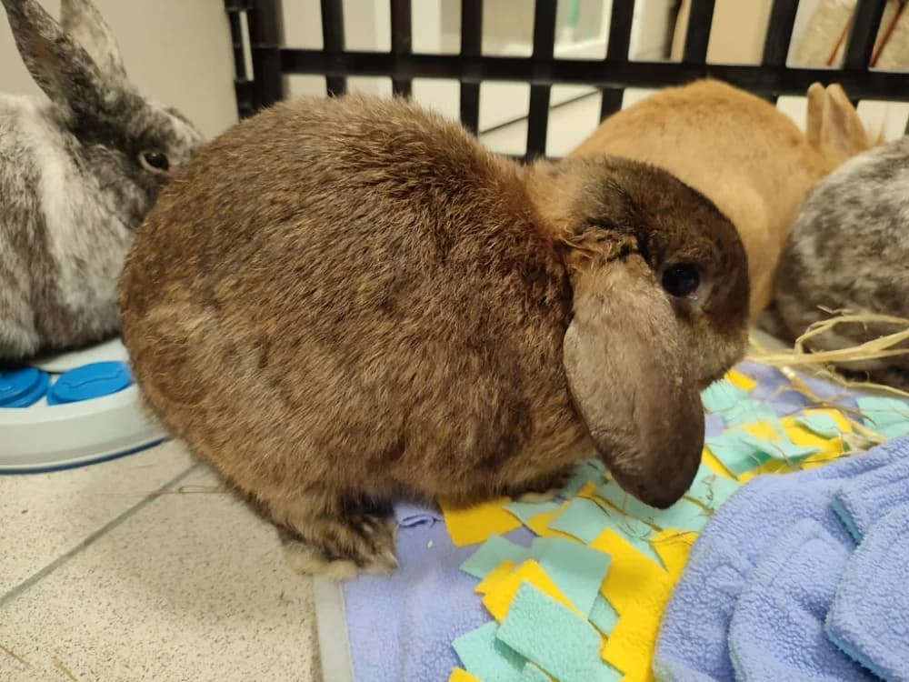 EXCAVARENNE QNAC, female Mixed Breed for adoption at SPA Quimper, Quimper