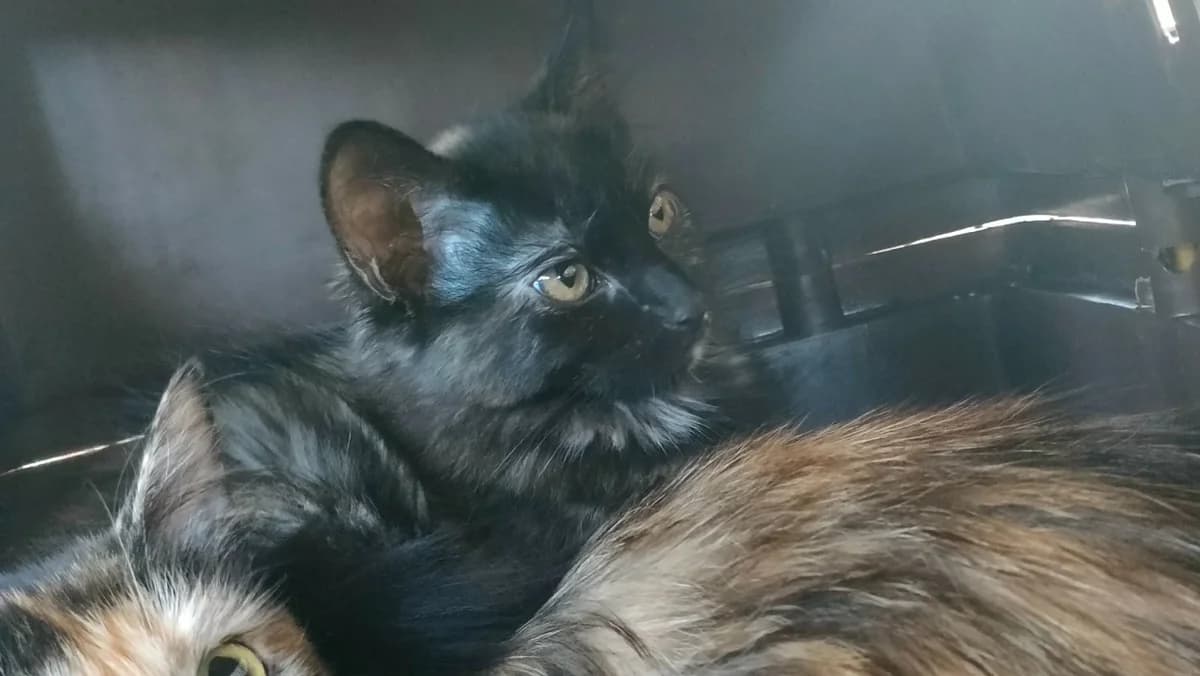 MC NUGGETS QCT, female Mixed Breed for adoption at SPA Quimper, Quimper