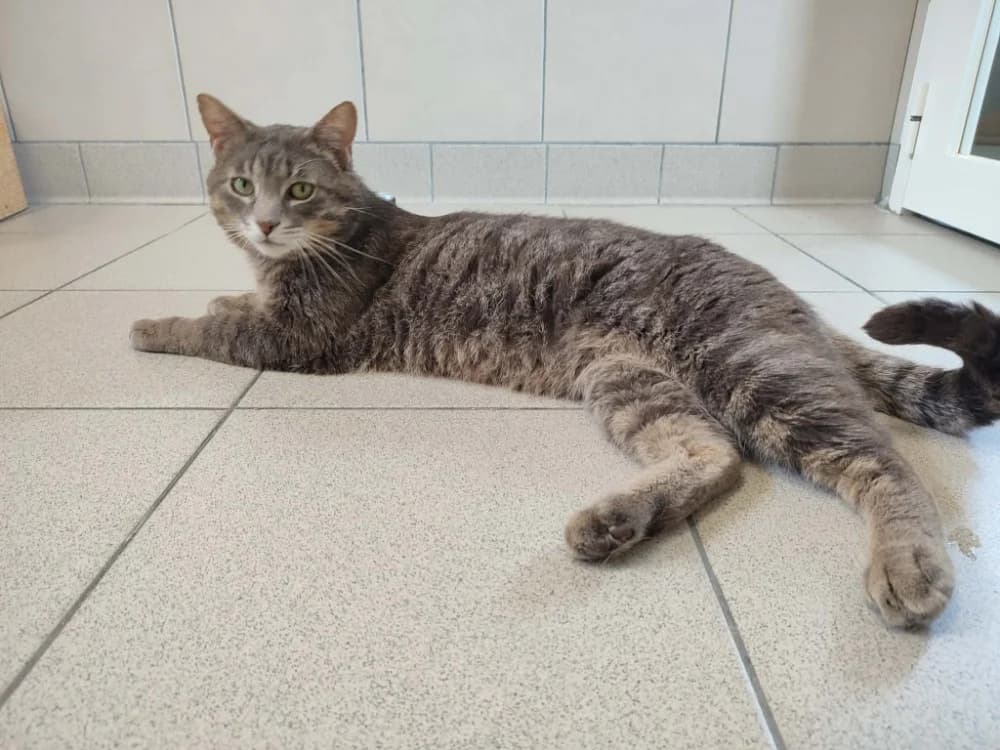 TURNER QCT, male 5yo mixed breed for adoption at SPA Quimper, Quimper