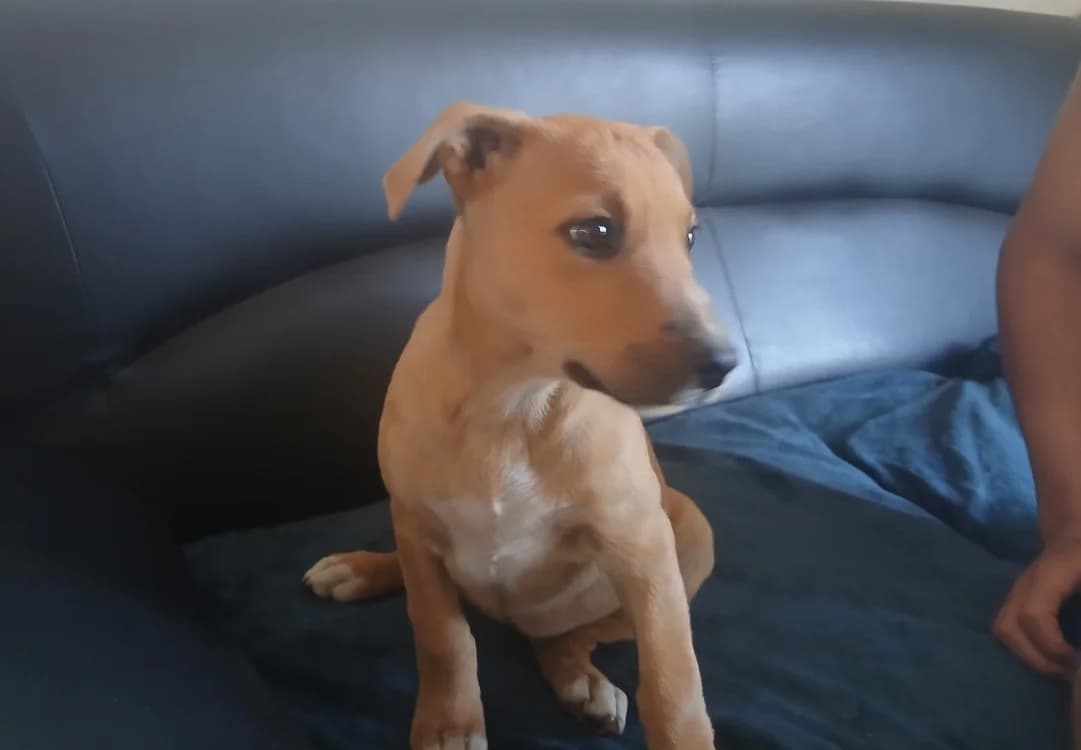 ETOILE QCN, female Belgian Malinois for adoption at SPA Quimper, Quimper