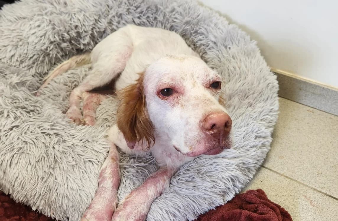 ETOILE QCN, female 3yo English Setter for adoption at SPA Quimper, Quimper