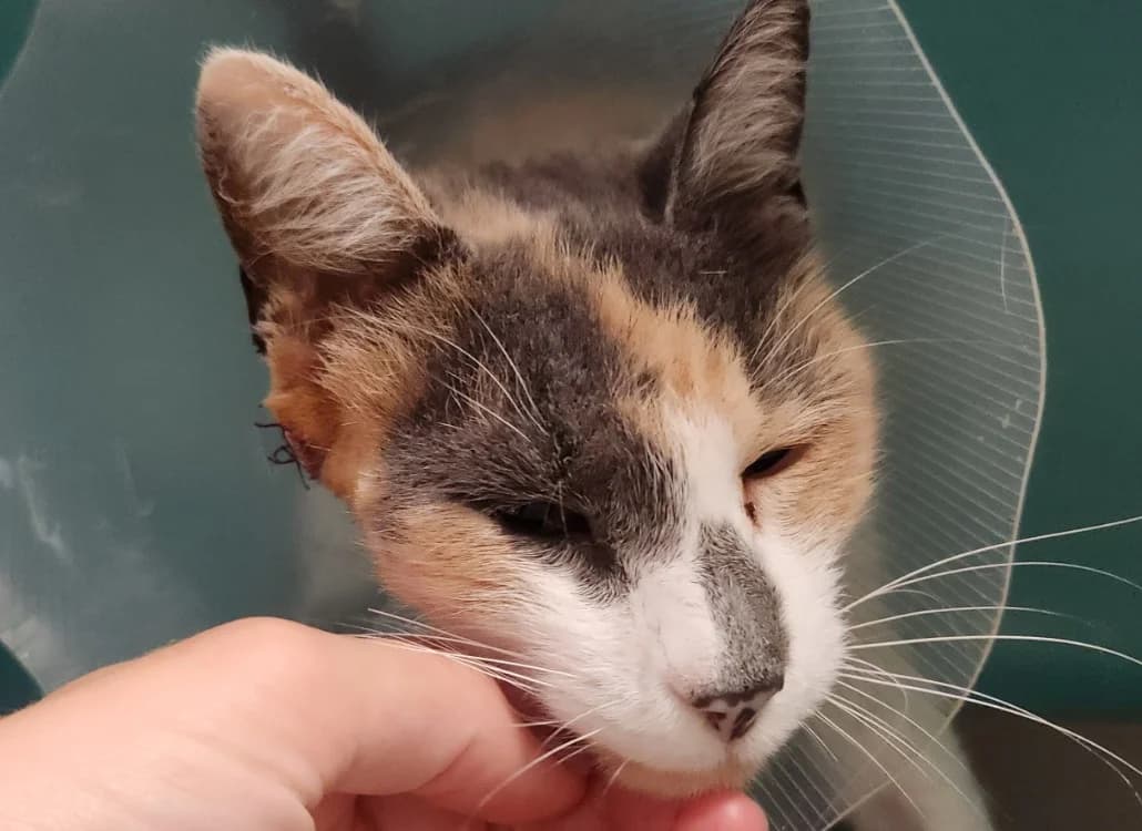 MILADY QCT, female senior Mixed Breed for adoption at SPA Quimper, Quimper