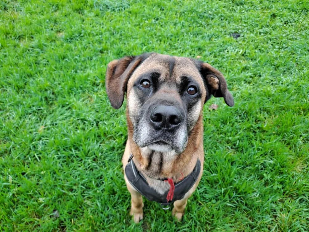 PiROUETTE QCN, male 6yo mixed breed for adoption at SPA Quimper, Quimper