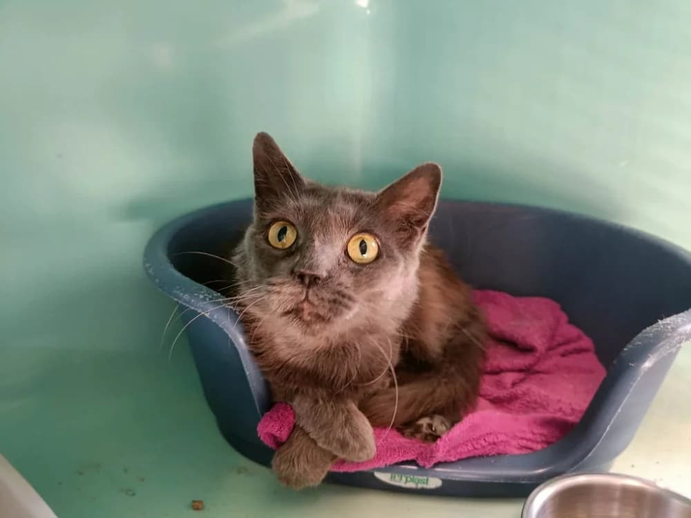 AUDI QCT, female 3yo Mixed Breed for adoption at SPA Quimper, Quimper
