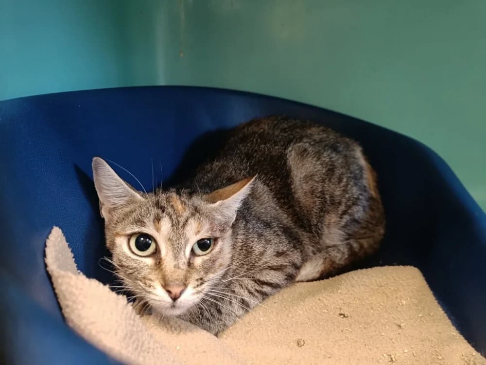 MCGONAGALL QCT, female 3yo Mixed Breed for adoption at SPA Quimper, Quimper