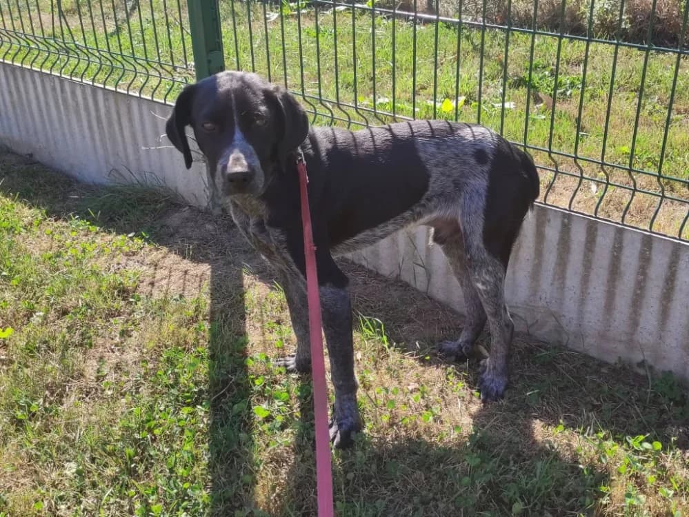 FER QCN, male young Pointer for adoption at SPA Quimper, Quimper