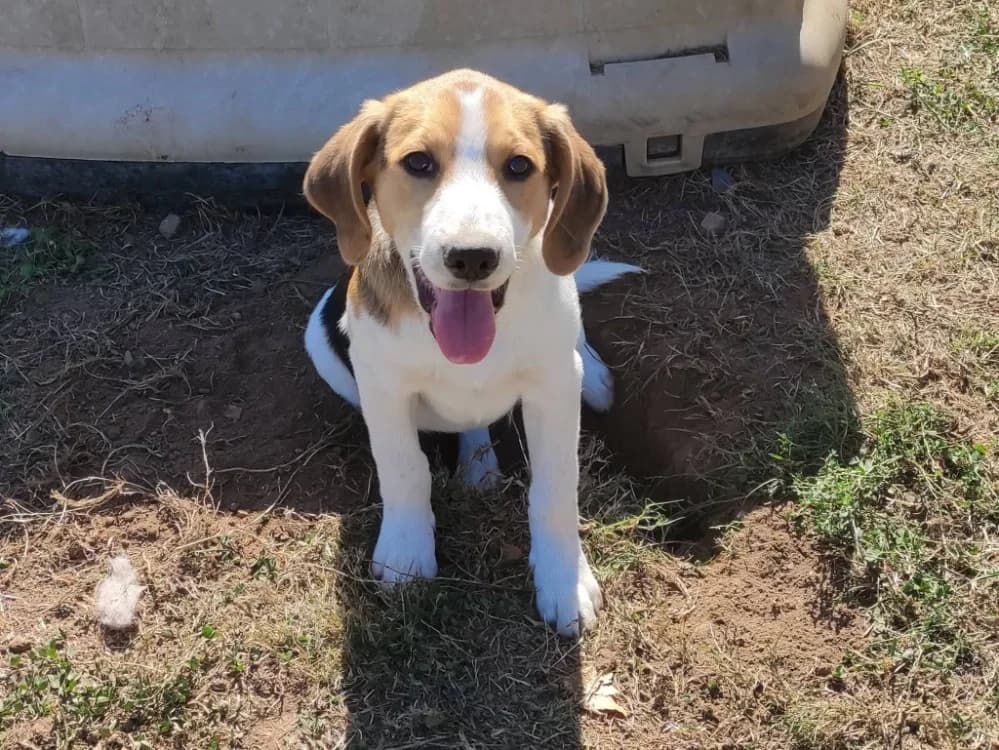 CUIVRE QCN, male Beagle for adoption at SPA Quimper, Quimper