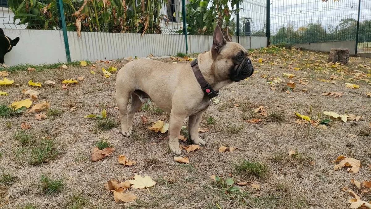 ULOO QCN, male 3yo French Bulldog for adoption at SPA Quimper, Quimper