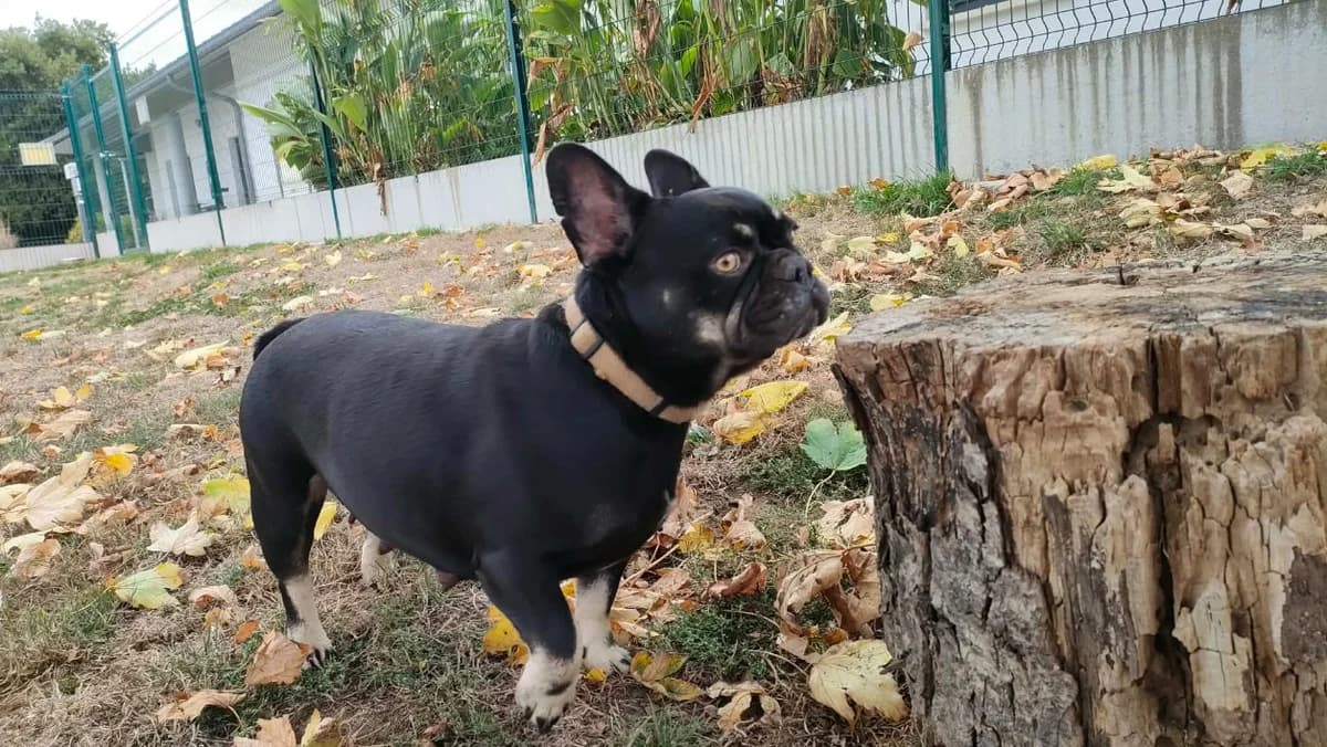 ICE CREAM QCN, female young French Bulldog for adoption at SPA Quimper, Quimper