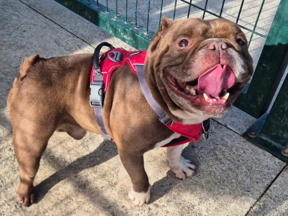 DEVIL QCN, male 7yo American Bully for adoption at SPA Quimper, Quimper