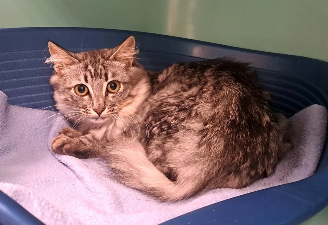 ISILDUR QCT, male Mixed Breed for adoption at SPA Quimper, Quimper