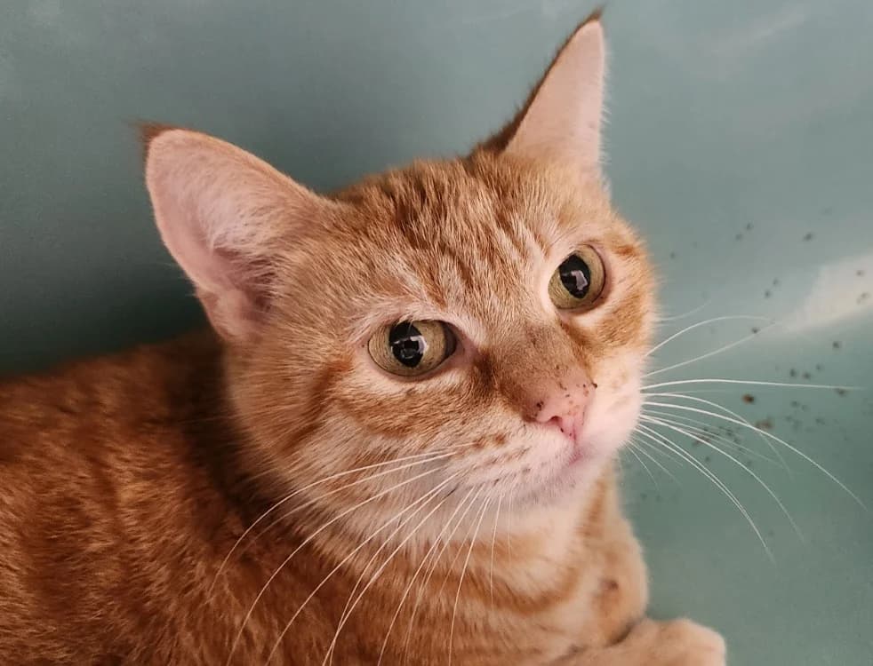BOREALIS QCT, female 6yo Mixed Breed for adoption at SPA Quimper, Quimper