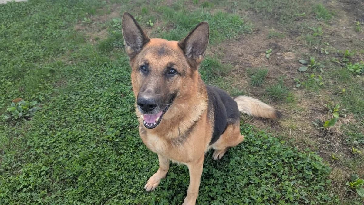 ODIN QCN, male senior German Shepherd for adoption at SPA Quimper, Quimper