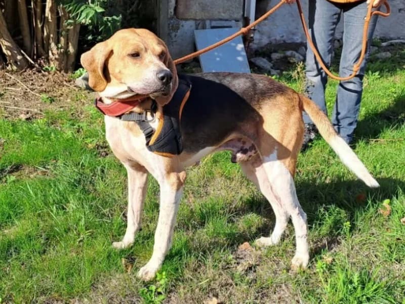 HONOARI QCN, male 5yo mixed breed for adoption at SPA Quimper, Quimper
