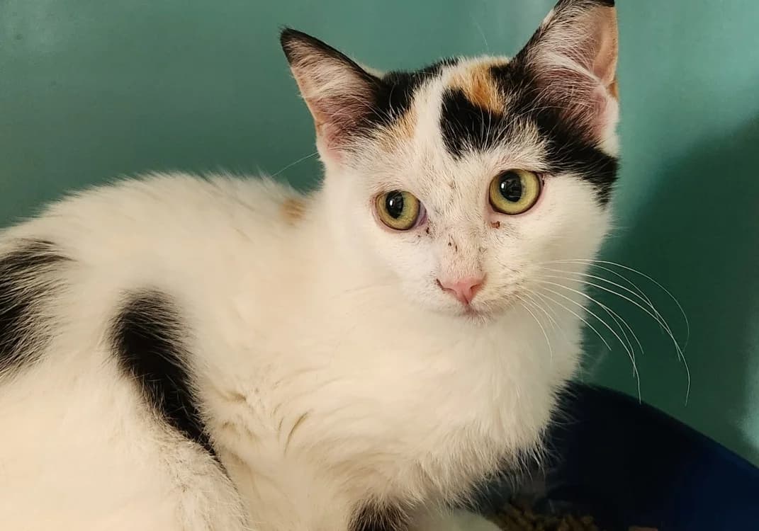 BRUINE QCT, female Mixed Breed for adoption at SPA Quimper, Quimper