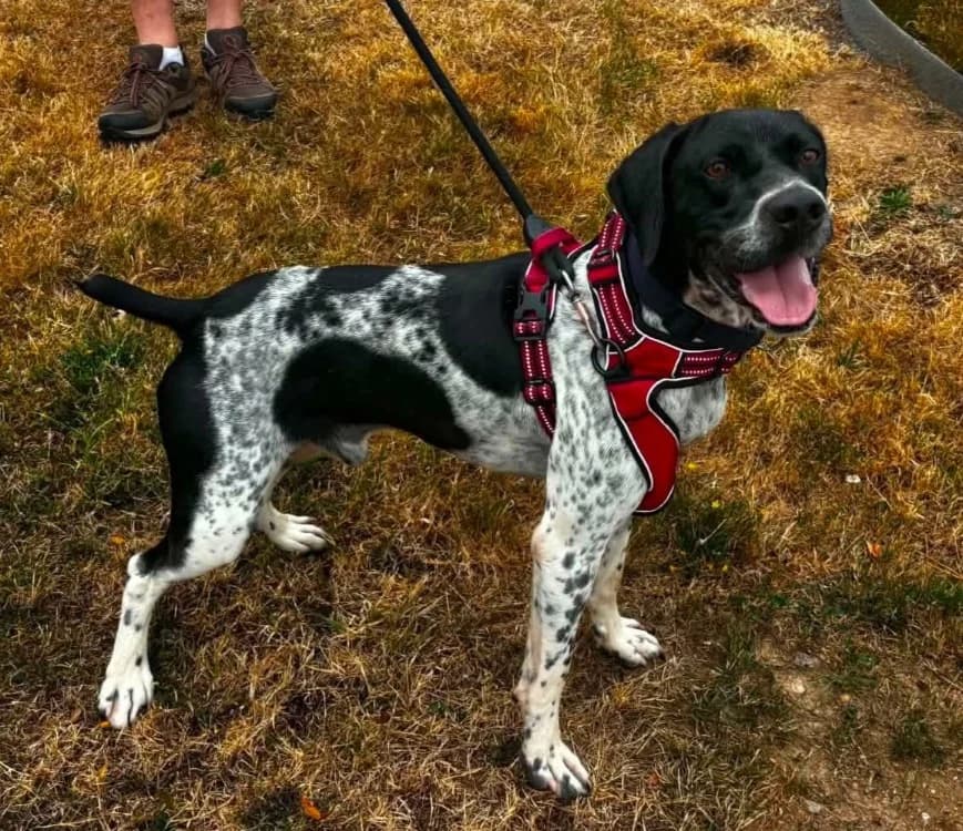 MAYKO QCN, male young Pointer for adoption at SPA Quimper, Quimper