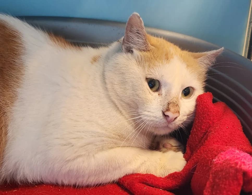 DAO QCT, male 6yo Mixed Breed for adoption at SPA Quimper, Quimper
