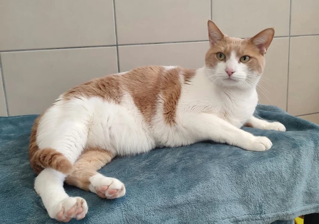 NEMO QCT, male 3yo Mixed Breed for adoption at SPA Quimper, Quimper