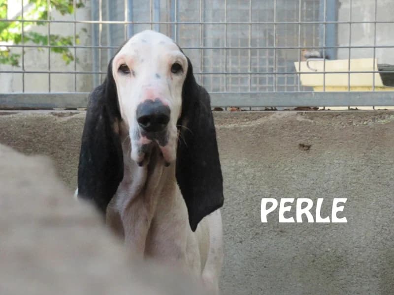 Perle, female 6yo mixed breed for adoption at SPA du Ramier (Montauban), Montauban