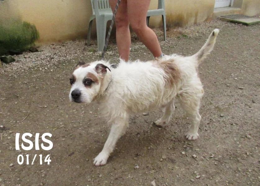 Isis, male senior mixed breed for adoption at SPA du Ramier (Montauban), Montauban