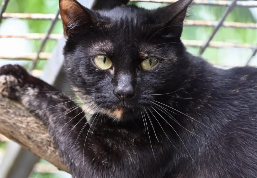 Isis, female young mixed breed for adoption at SPA du Ramier (Montauban), Montauban