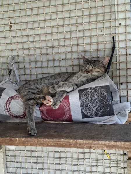 Betty, female young mixed breed for adoption at SPA du Ramier (Montauban), Montauban