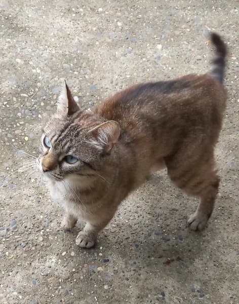 Elie, female young mixed breed for adoption at SPA du Ramier (Montauban), Montauban