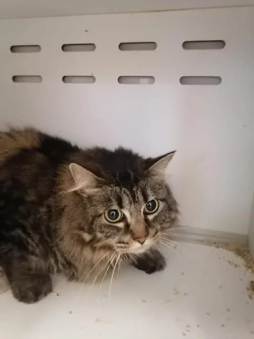 Himalaya, female 4yo mixed breed for adoption at SPA du Ramier (Montauban), Montauban