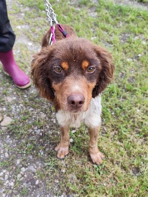 Zephyr, male young Mixed Breed for adoption at SPA du Ramier (Montauban), Montauban
