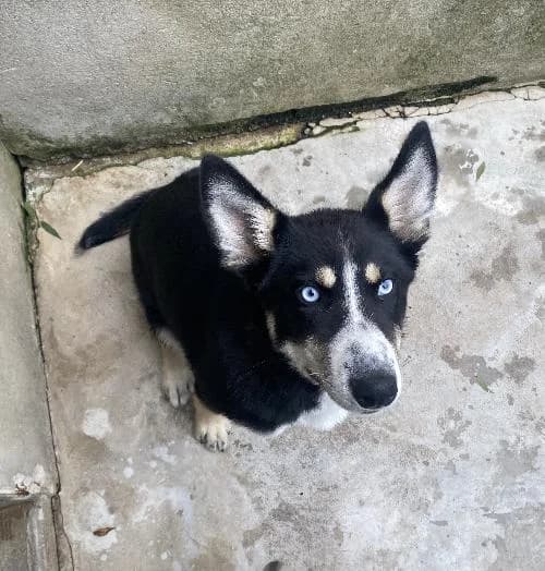 Lily, female puppy Mixed Breed for adoption at SPA du Ramier (Montauban), Montauban