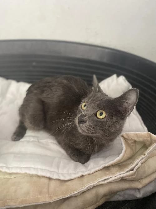 Ayla, female young Mixed Breed for adoption at SPA du Ramier (Montauban), Montauban