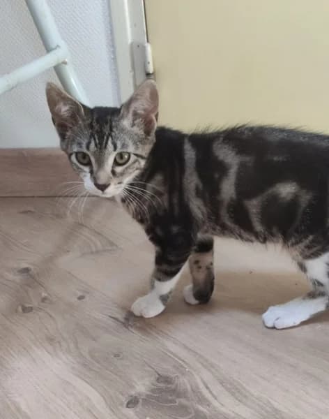 Europeen, male puppy Mixed Breed for adoption at SPA du Ramier (Montauban), Montauban