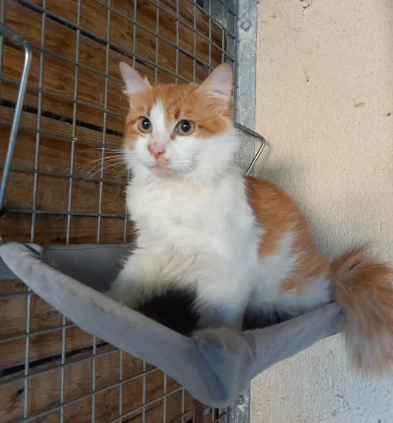 Vivaldi, male young mixed breed for adoption at SPA du Ramier (Montauban), Montauban