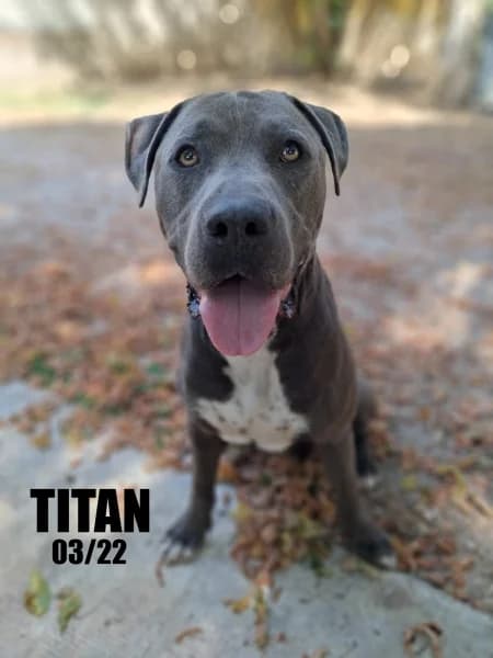 Titan, male 4yo Mixed Breed for adoption at SPA du Ramier (Montauban), Montauban