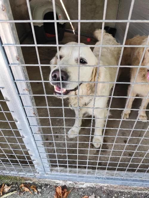 Duncan, male 5yo mixed breed for adoption at SPA du Ramier (Montauban), Montauban