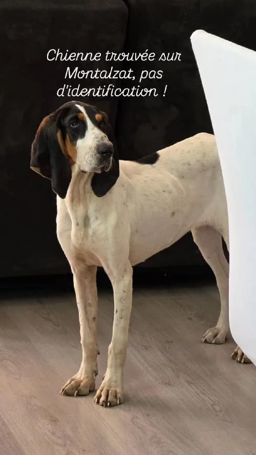 Tess, female young mixed breed for adoption at SPA du Ramier (Montauban), Montauban