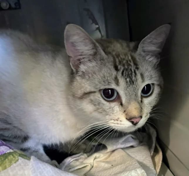 Schumann, male young Siamese for adoption at SPA du Ramier (Montauban), Montauban