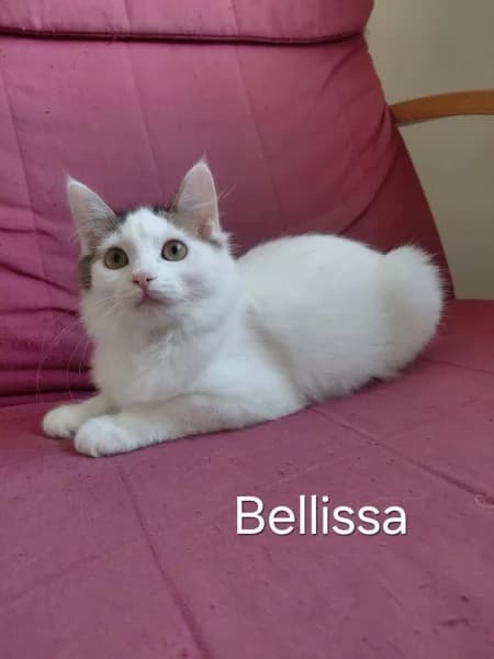 Europeen, female puppy Mixed Breed for adoption at SPA du Ramier (Montauban), Montauban